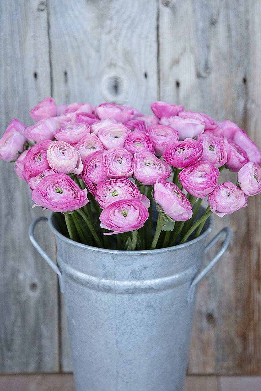 Ranunculus Kloon Pink, ranunculus bulat ini mekar terbuka, pasar bunga wallpaper ponsel HD