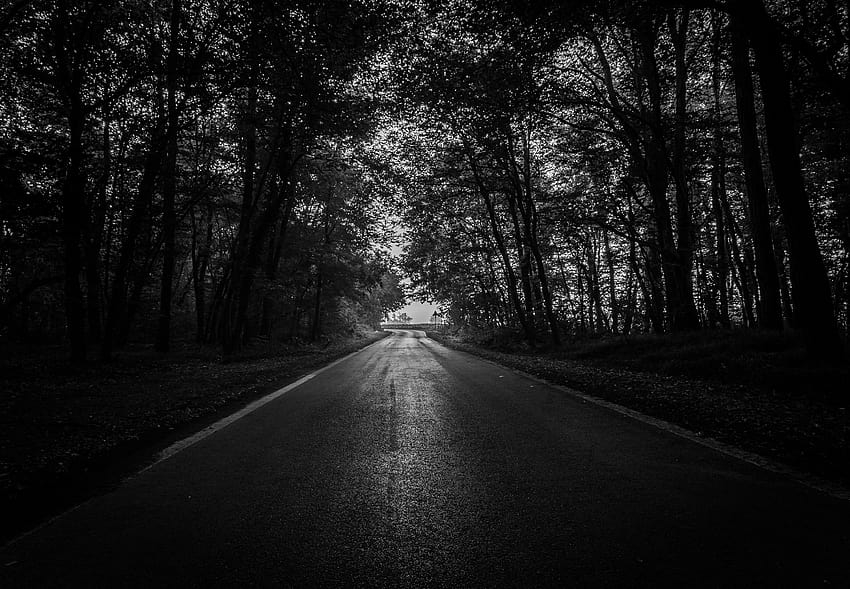 Road, Trees, Bw, Dark, Forest, dark forest HD wallpaper