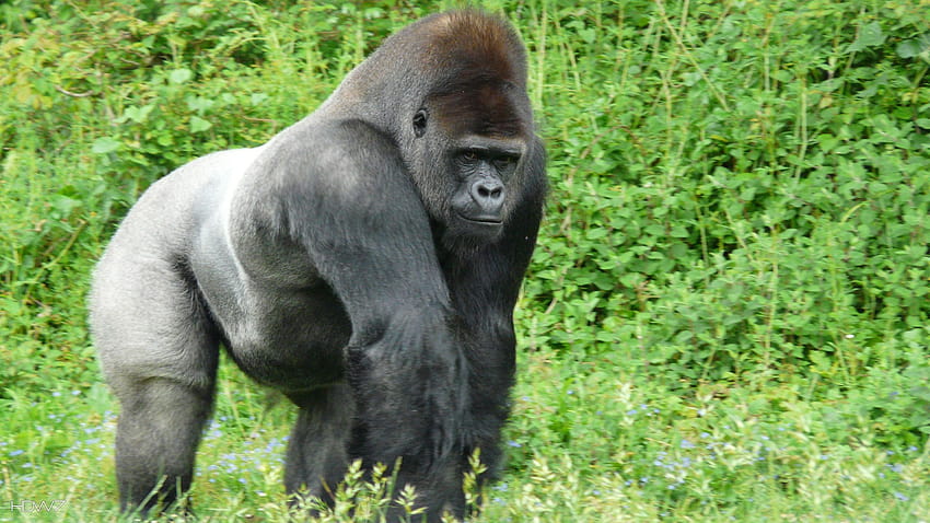 proud silverback gorilla HD wallpaper