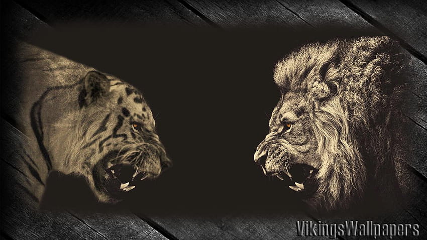 Tiger Versus Lion para Android, leão vs tigre papel de parede HD