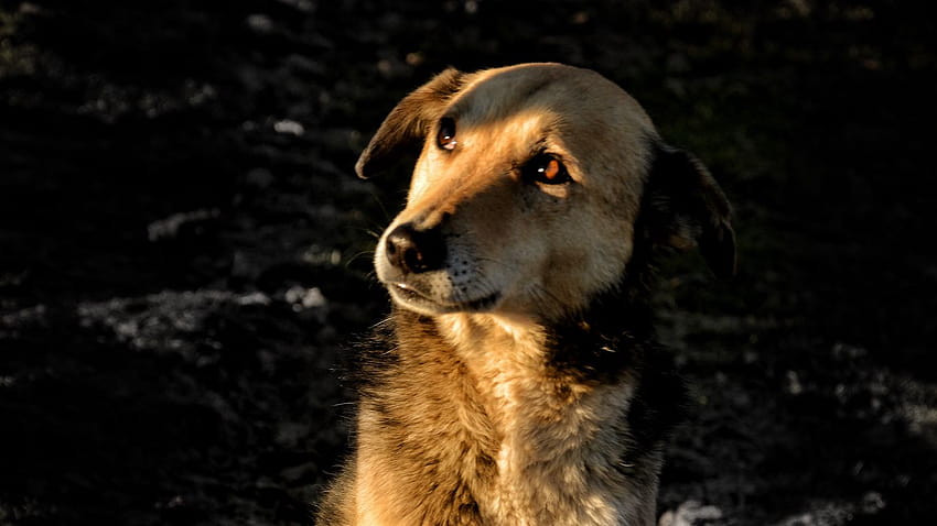 1366x768 Hund, Braun, Haustier, Blicktablette, Laptop-Hintergründe, Straßenhunde HD-Hintergrundbild