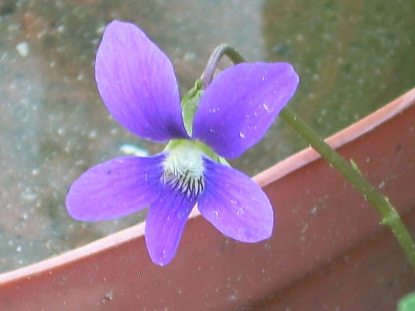 Wspólny niebieski fiolet Tapeta HD