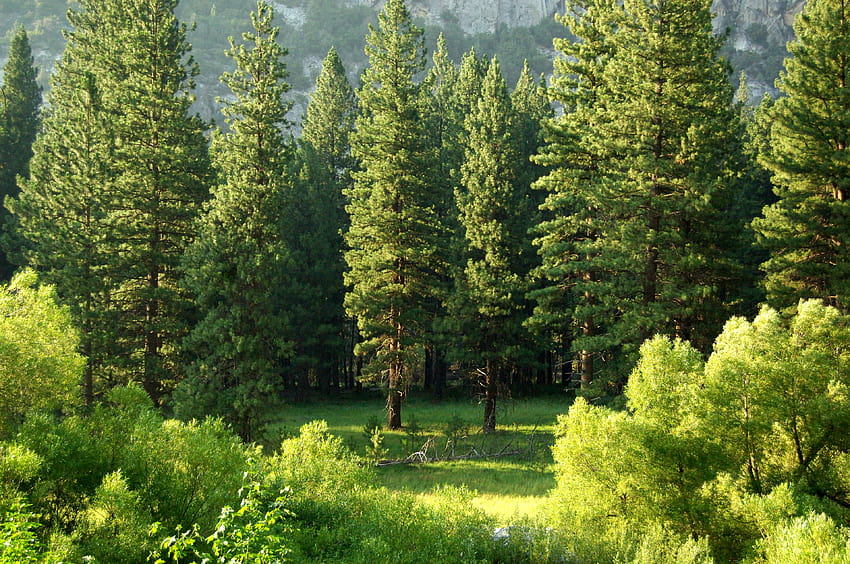 ID: 265488 / красиви високи зелени дървета в горски парк, национален парк _kings canyon, гора с високи зелени дървета HD тапет