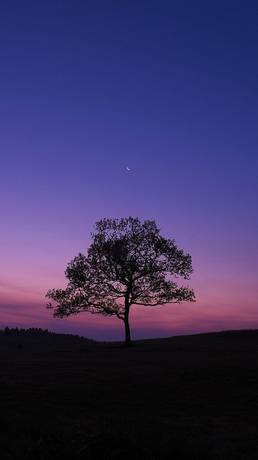 Einsamer Baum in einer einsamen Nacht, der einsame Baum HD-Handy-Hintergrundbild
