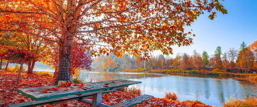 Есенна есен, кленово дърво, зеленина, есенни листа, слънчева светлина, природа, ултраширока есен HD тапет