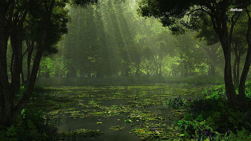 Sunlit swamp, wetland HD wallpaper