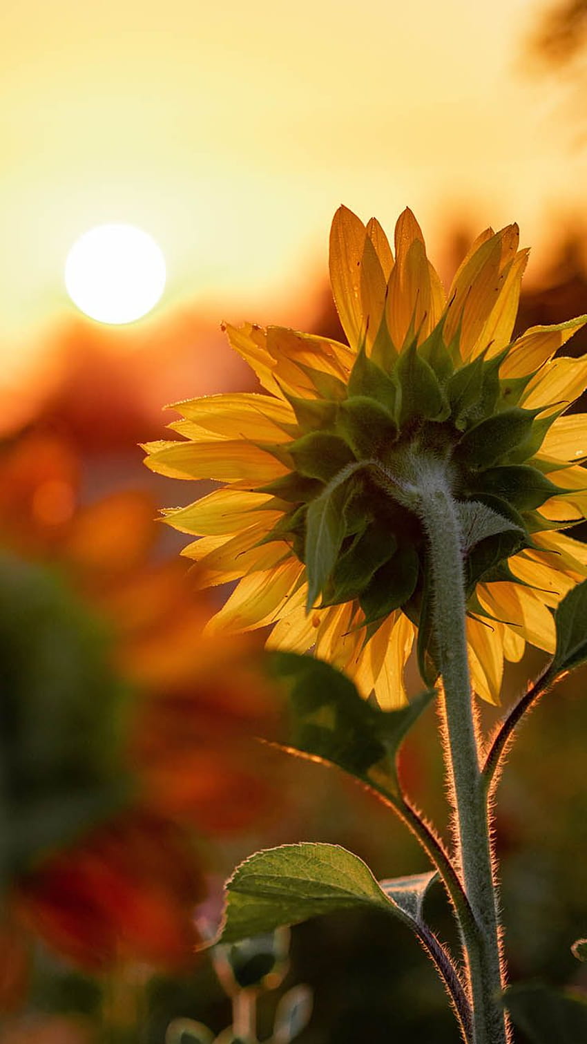 12 Super Pretty Sunflower iPhone, flower sunflower iphone HD phone wallpaper
