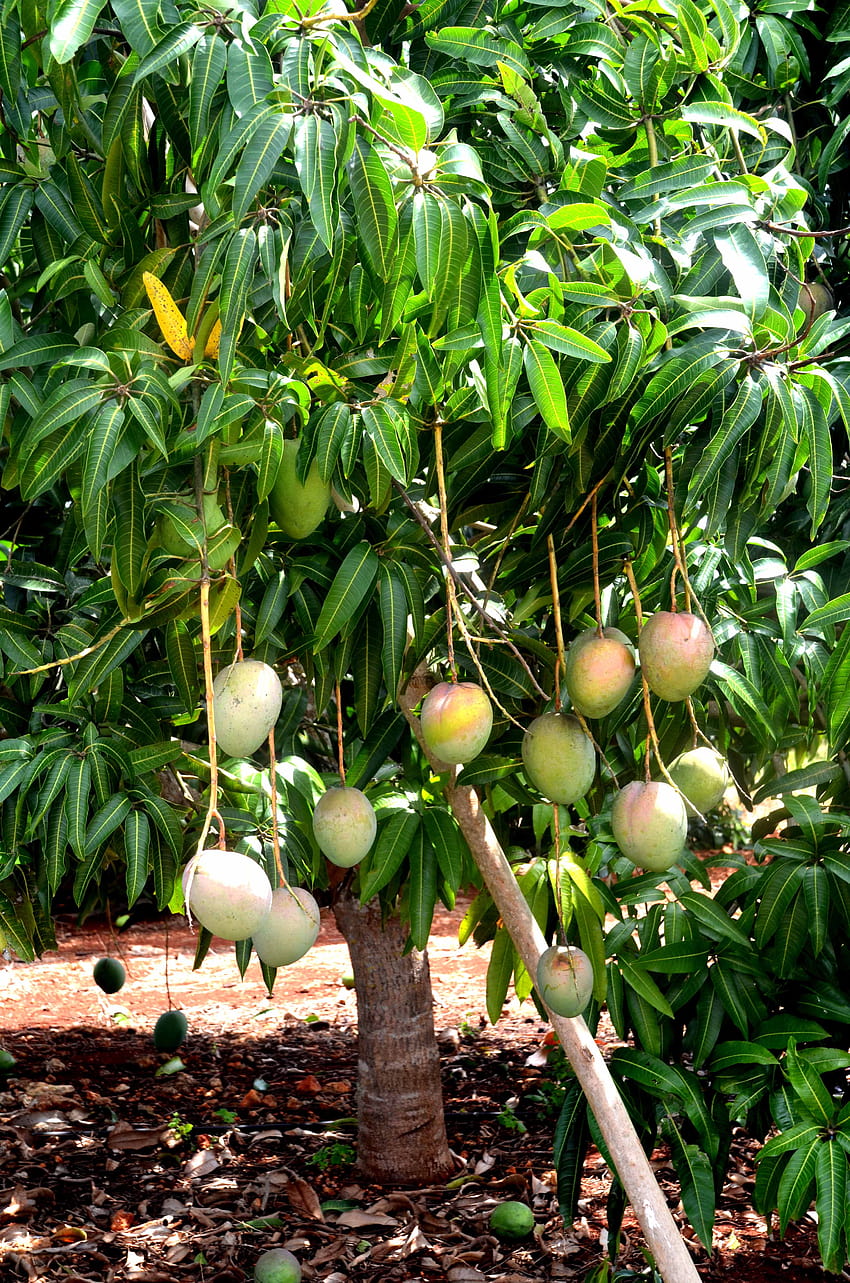 Drzewo mango wysokiej jakości, pełne drzewo mango alfanso Tapeta na telefon HD