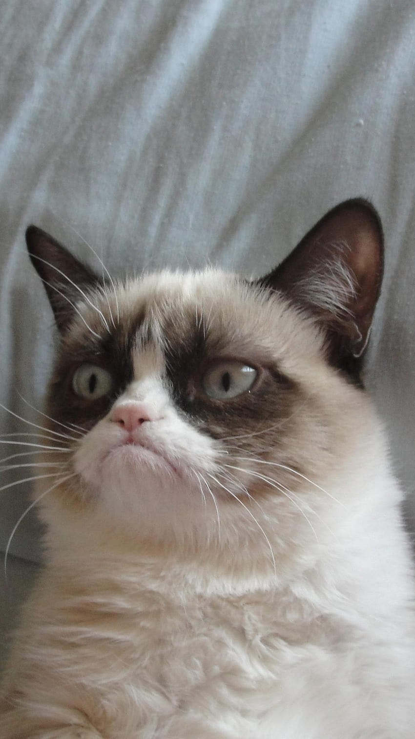Grumpy cat HTC HD phone wallpaper