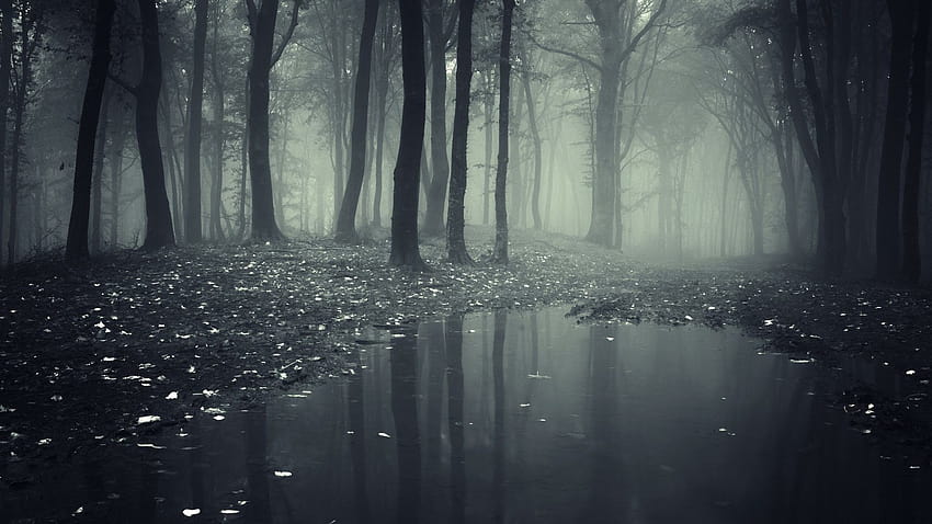 Rain Tag – Nature Mystic Fog Mist Forest Dark Rain para 16, lluvioso bosque de niebla fondo de pantalla