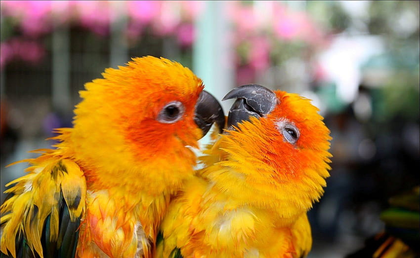 55 Cute Love Bird Colorful Parrot, beautiful of love birds HD wallpaper