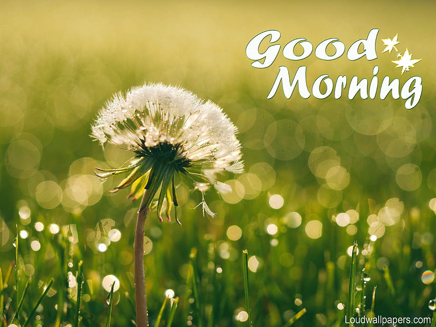 High Quality Ultra High Quality Good Morning, couple morning HD wallpaper |  Pxfuel