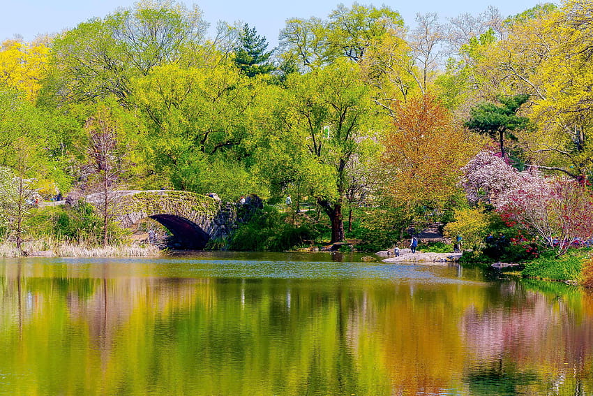 Angel, bethesda fountain, central park, fountain, magnolia, nyc, central park spring HD wallpaper