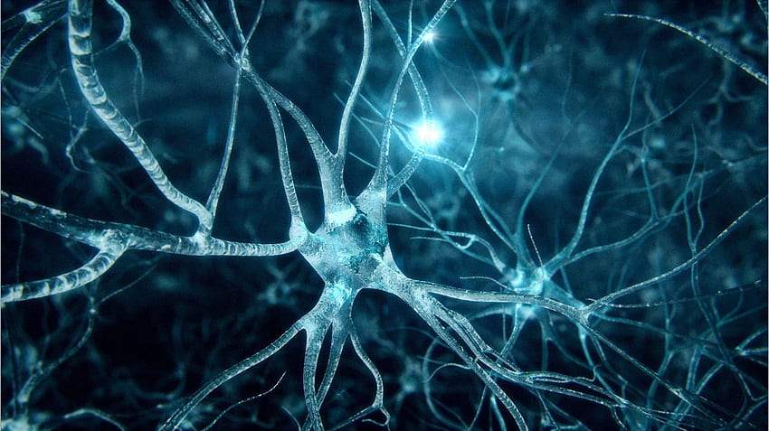 Wallpaper iPhone Neuron 3578 | Neurons, Autonomic nervous system, Nervous  system