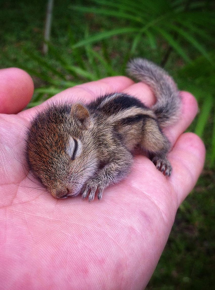 Abandoned Baby Squirrel Rescued By Filmmaker, Becomes Best Friend HD phone wallpaper
