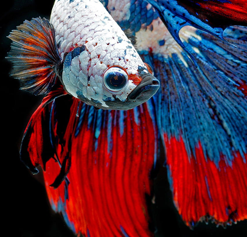 Ikan cupang Wallpaper HD