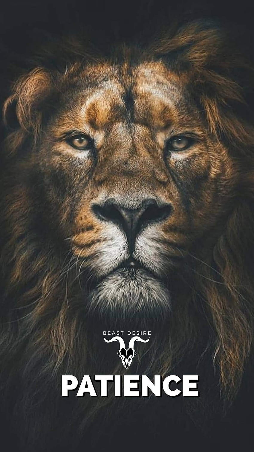 獣の欲望、ライオンの態度 HD電話の壁紙