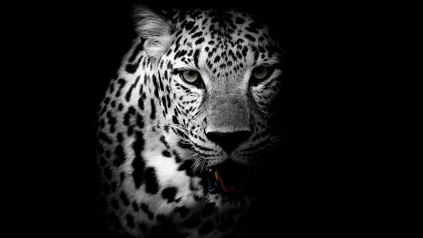Leopard, dunkler Hintergrund, Tiere, schwarzer Leopard auf schwarzem Hintergrund HD-Hintergrundbild