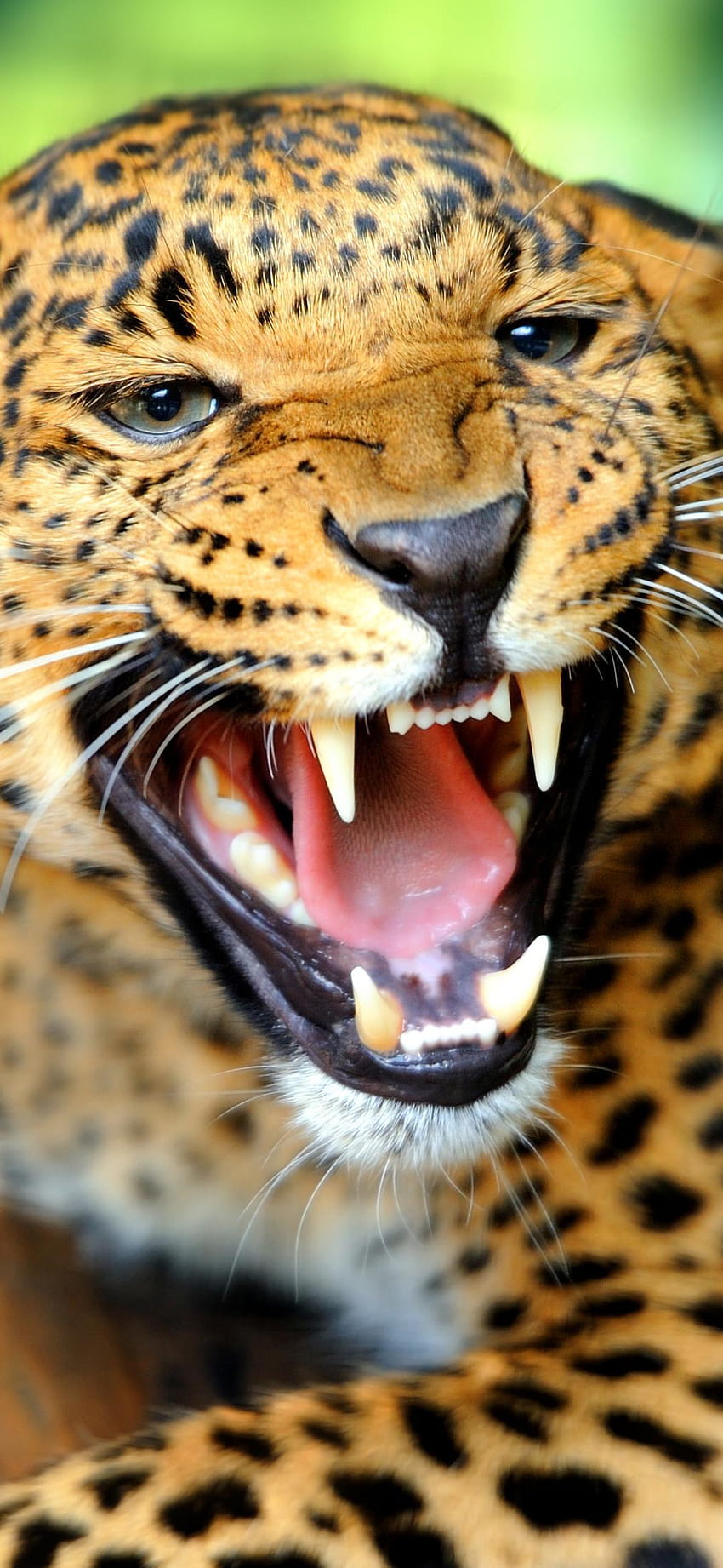 Animal/Leopard, different animal mobile HD phone wallpaper | Pxfuel