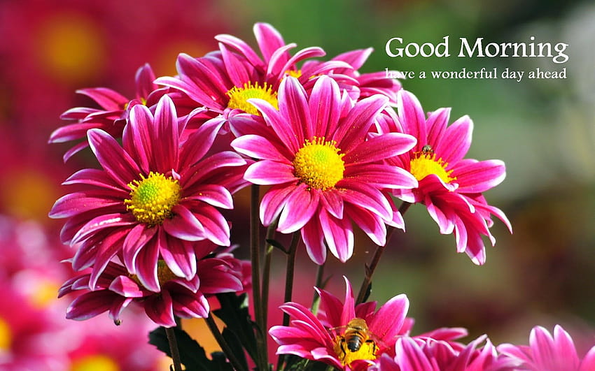 6 Good Morning, morning flower HD wallpaper | Pxfuel