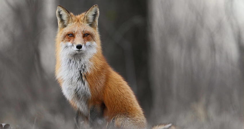 Winter fox in forest ultra HD wallpaper | Pxfuel