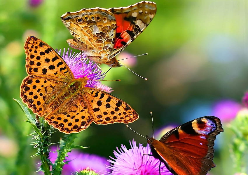 55 Colorful 【Butterfly】, types of butterflies HD wallpaper