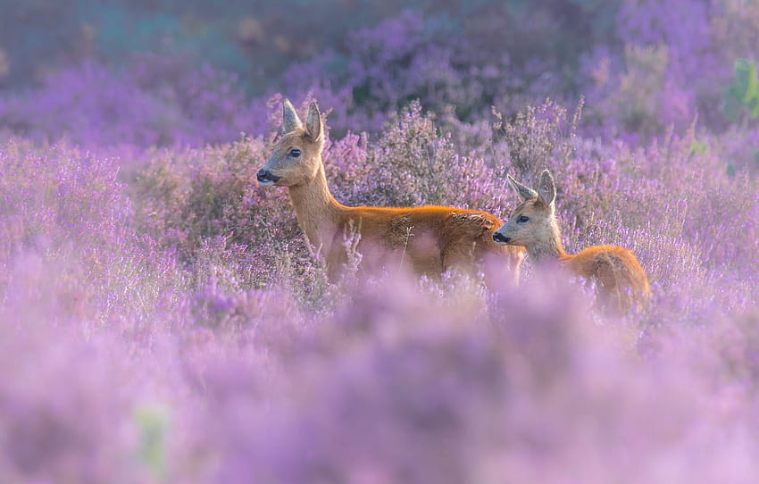 field, flowers, nature, two, pair, a couple, ROE, deer, Heather , section животные, roe deer HD wallpaper