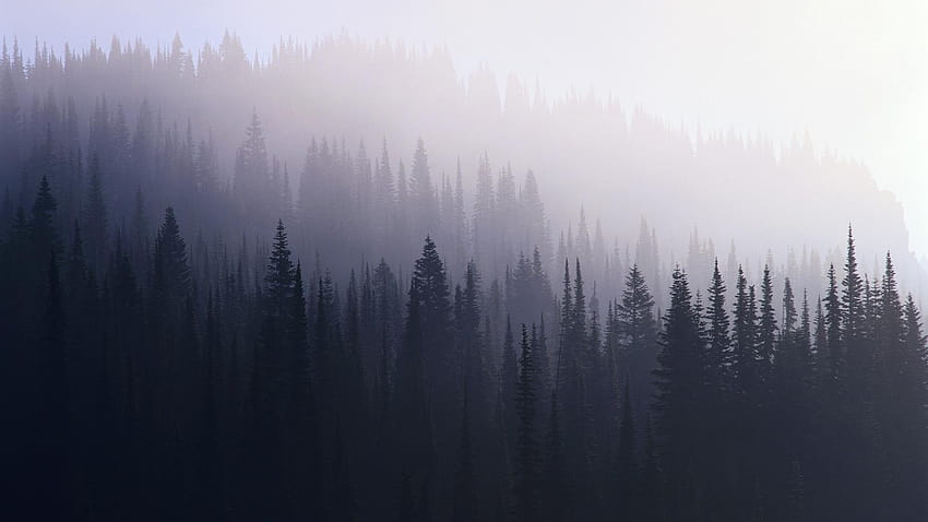 Foggy Forest, aesthetic forest HD wallpaper