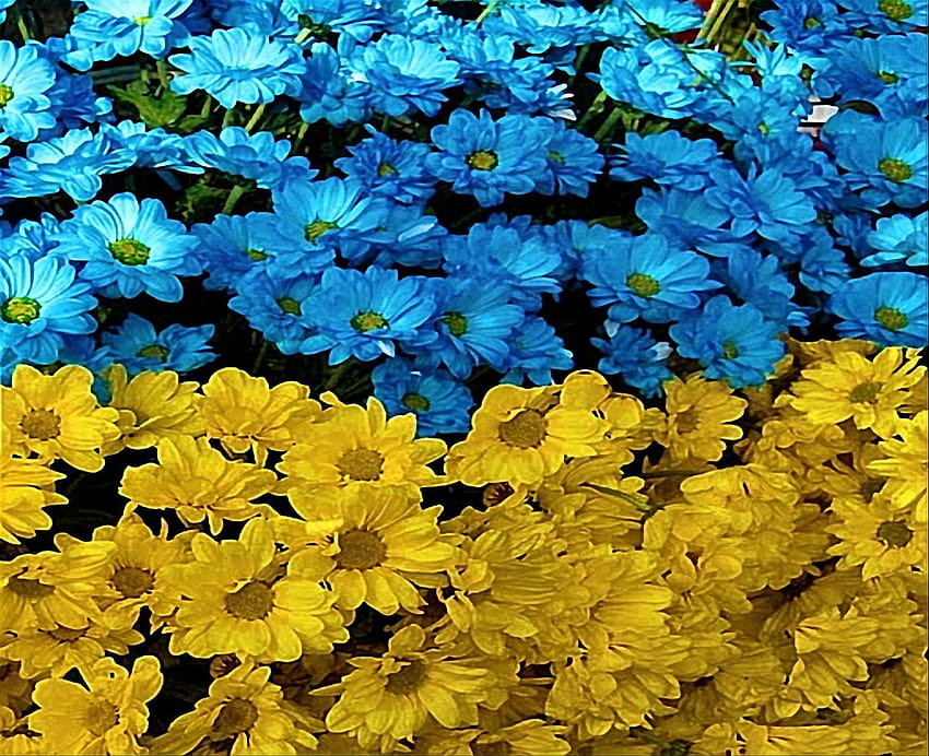 UKRAINE FLOWER FLAG, ukraine flag HD wallpaper