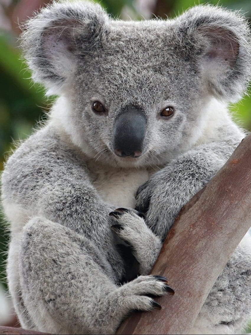 Телефон Коала, животно коала HD тапет за телефон