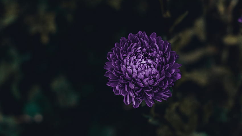 1920x1080 aster, flor, púrpura, floración completa, tv, f, s fondo de pantalla