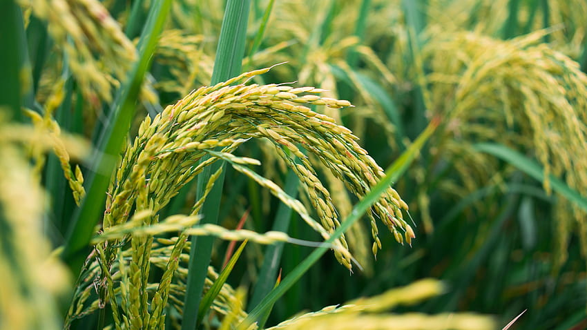 Rice Field, Grain, rice field view HD wallpaper