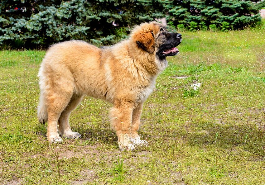 Informações sobre a raça do cão pastor caucasiano e – Dogtime papel de parede HD