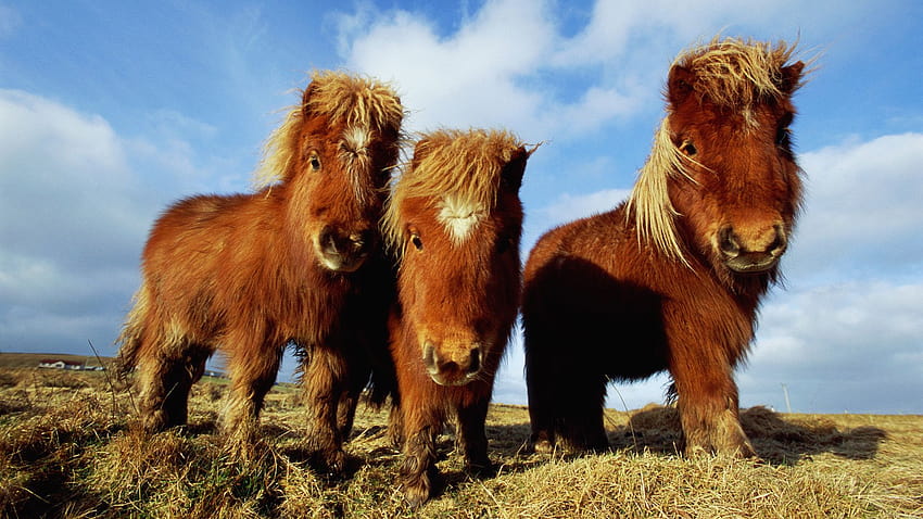 Shetland Pony HD wallpaper