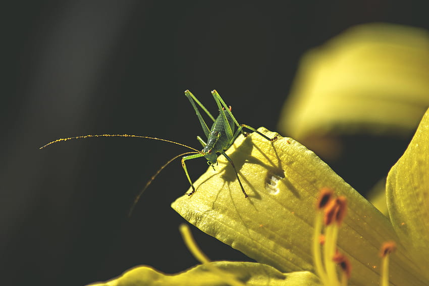 Bush cricket , bush crickets HD wallpaper