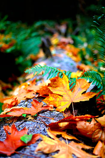 Dried leaves HD wallpapers  Pxfuel