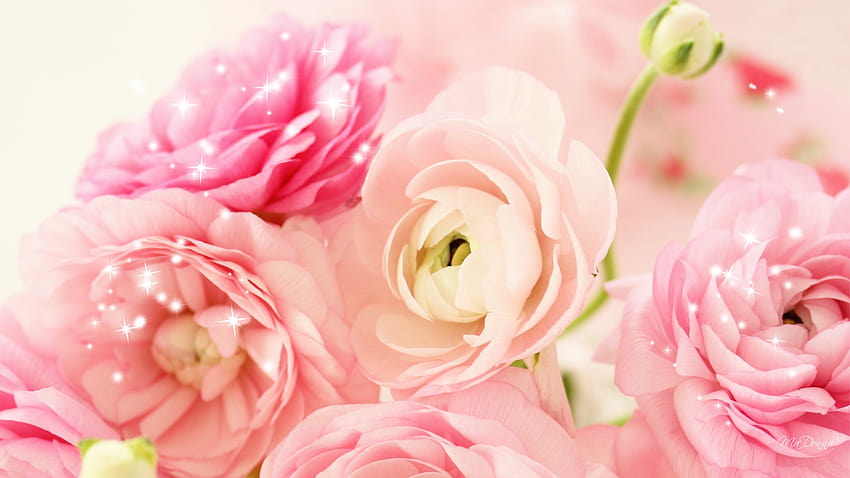 bunga peony bunga persik kualitas tinggi bunga mawar persik [1920x1080] untuk , Ponsel & Tablet Anda, bunga Wallpaper HD
