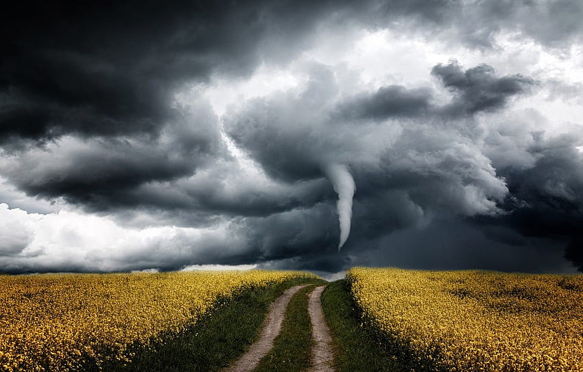 droga, burza, pole, niebo, kwiaty, chmury, burza, droga, wiatr, burza, żółty, przestrzeń, huragan, tornado, ścieżka, ponury , sekcja пейзажи, burza tornado Tapeta HD
