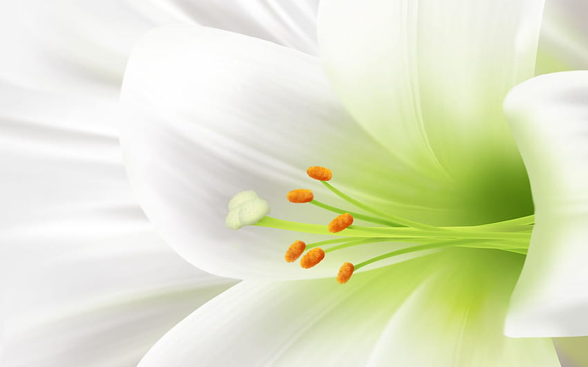 Of Easter Lilies, Clip Art, Clip Art on Clipart Library, christian easter flowers HD wallpaper