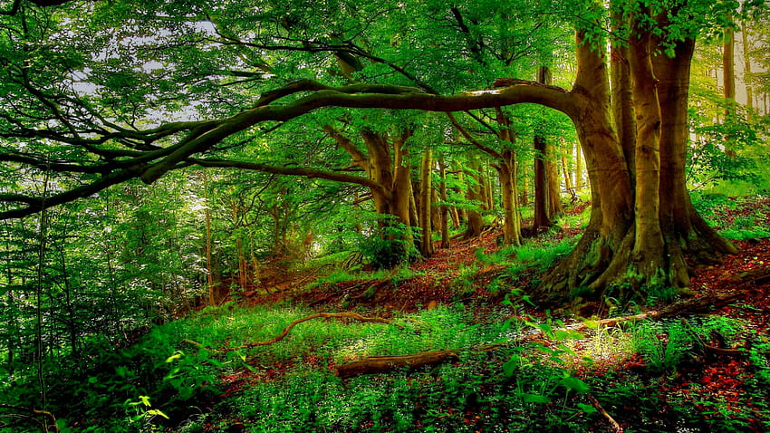 forêt Arbres Nature Paysage Arbre et [2560x1440] pour votre , Mobile & Tablette, arbre nature Fond d'écran HD