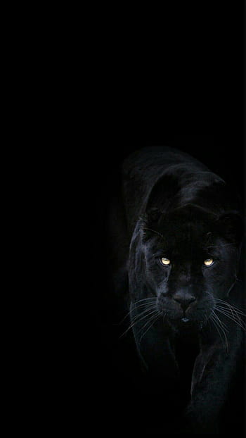 Black jaguar phone HD wallpapers | Pxfuel