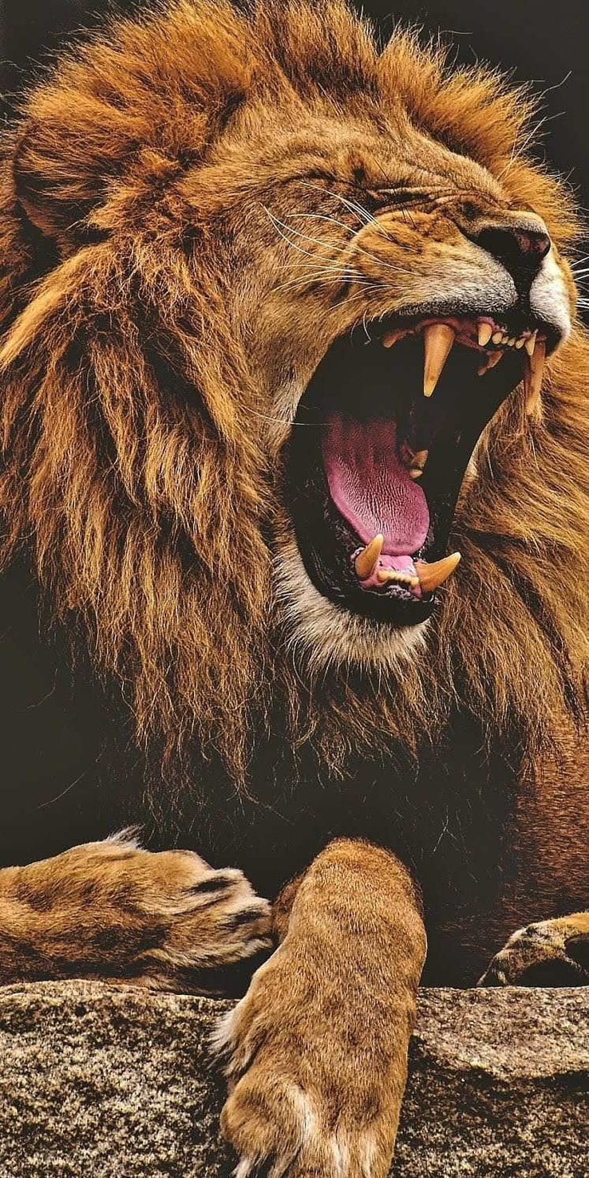 Lion Roaring iPhone pada tahun 2020, telepon singa mengaum wallpaper ponsel HD