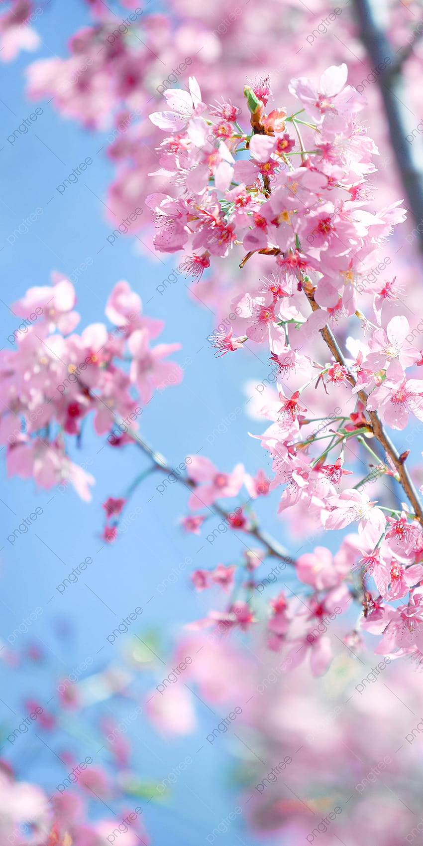 Sakura Vertical Spring graphy Cherry Blossom Romance Phone Background, Sakura, Cherry Blossoms, Spring Backgrounds for, spring vertical HD phone wallpaper