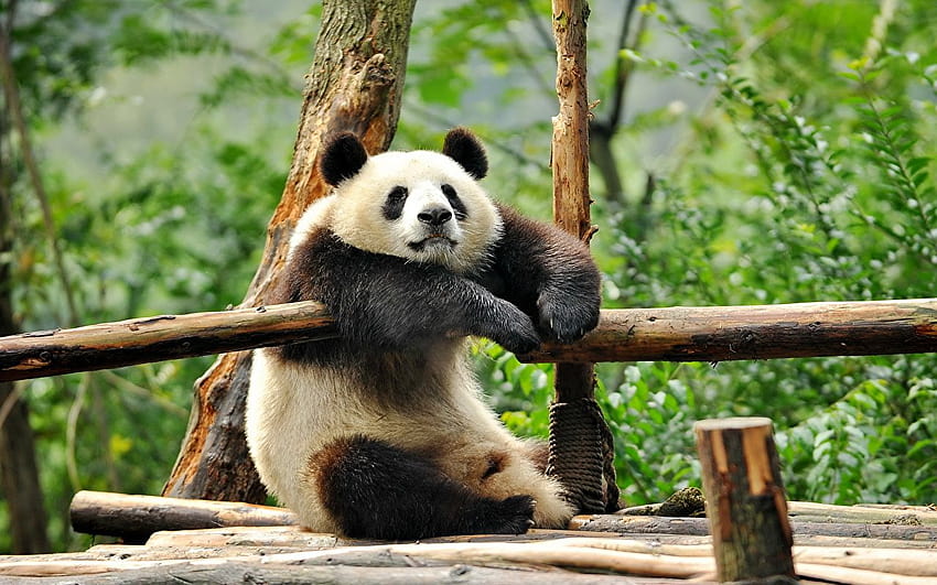 Panda divertido fondo de pantalla