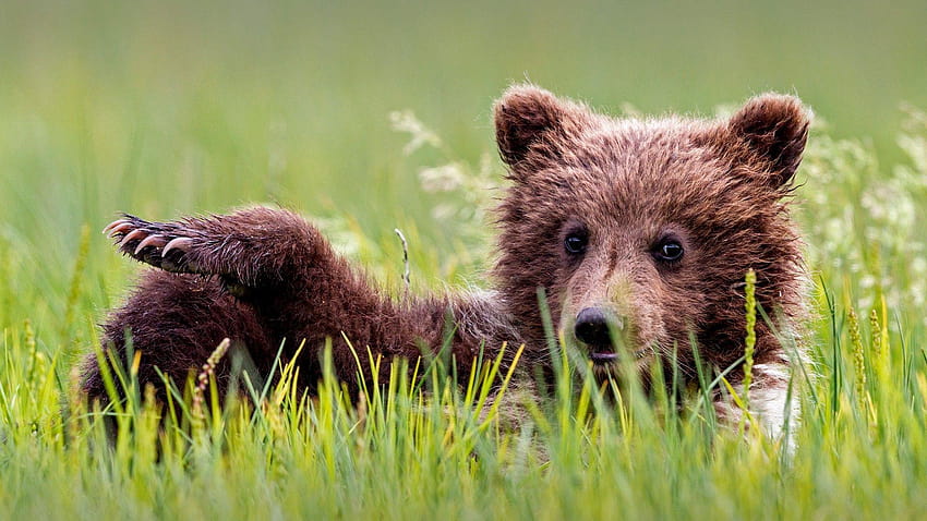 Brown bear cub, lake clark national park and preserve HD wallpaper