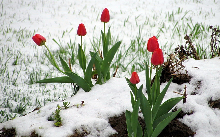 1920x1200 Цветя: Червени лалета Снежно зимно лале, снежно цвете HD тапет