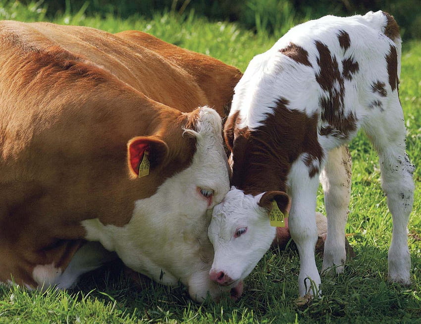 All World : Beautiful Baby Animals, baby cow HD wallpaper