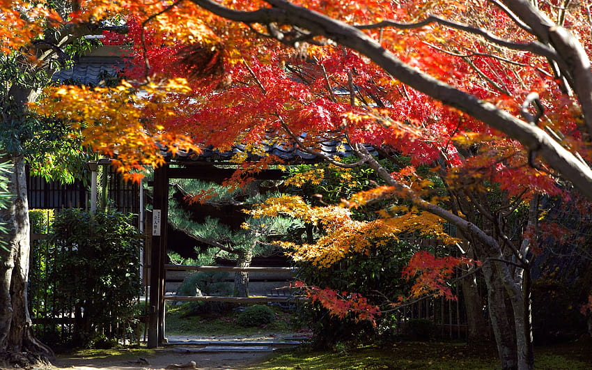 : Япония, дървета, есен, листа, градина, клон, Сан Франциско, Киото, есен, листо, цвете, сезон, ботаника, земно растение, цъфтящо растение, дървесно растение, кленово дърво 1920x1200, есенно Киото HD тапет
