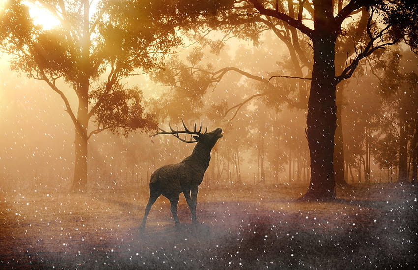 Cerf élaphe, Lumière du soleil, Forêt, Animaux, deer forest Fond d'écran HD