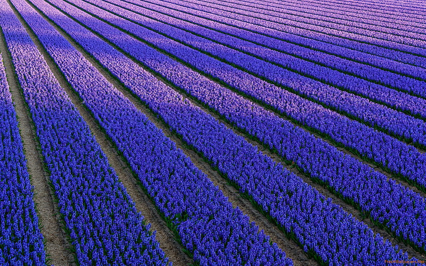 Dutch Hyacinth Field of Blue Flowers ทุ่งลาเวนเดอร์เนเธอร์แลนด์ วอลล์เปเปอร์ HD